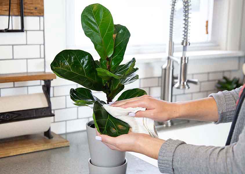 snakeplant