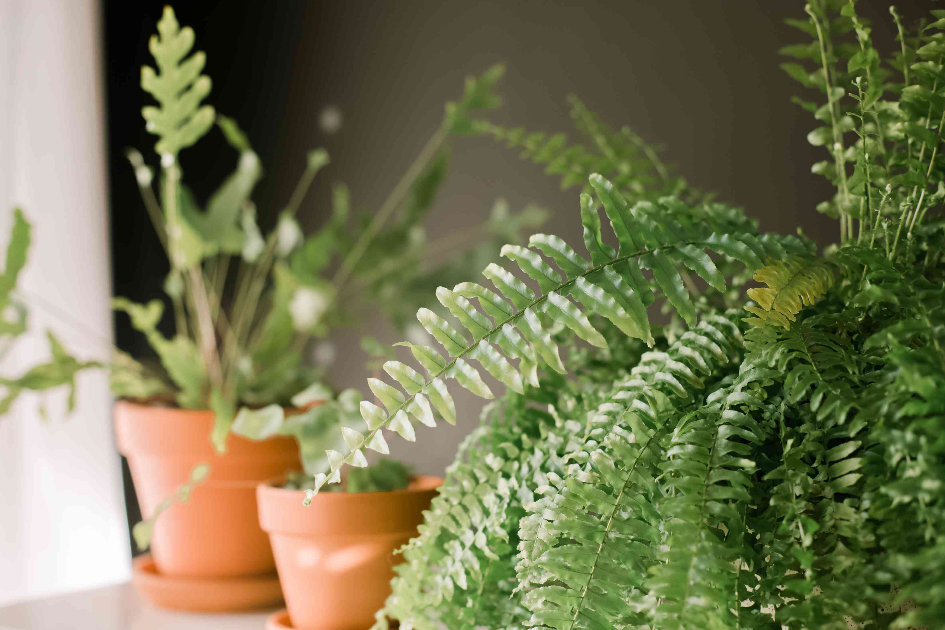 snakeplant