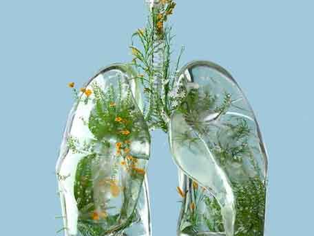 Indoorplant