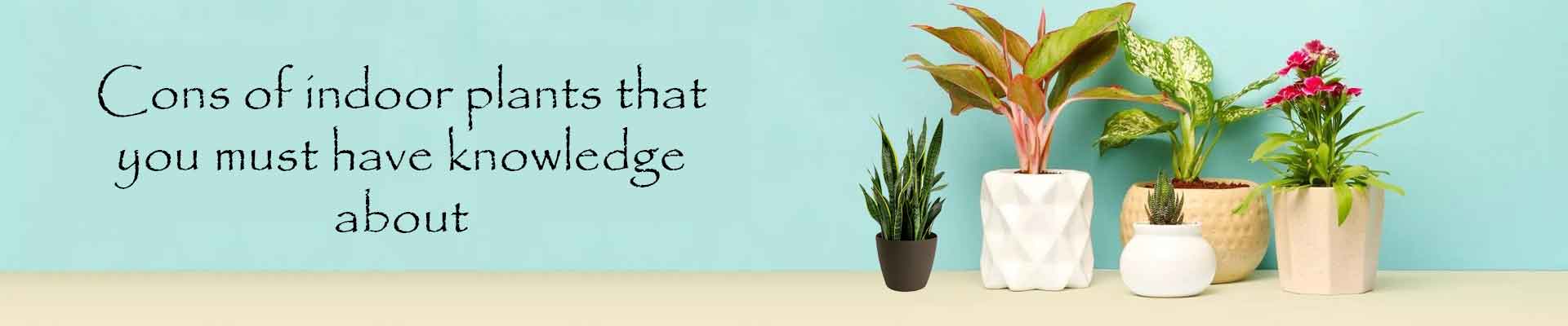 Indoorplant