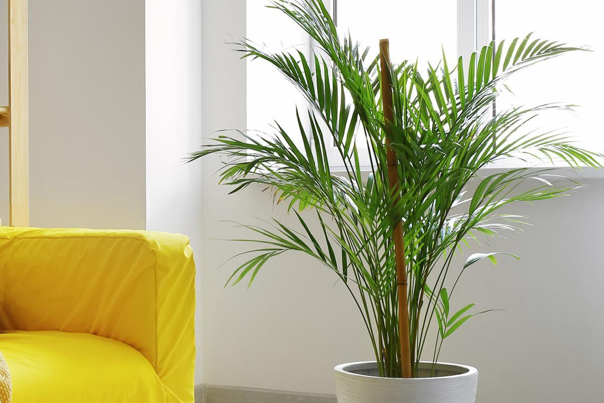 snakeplant